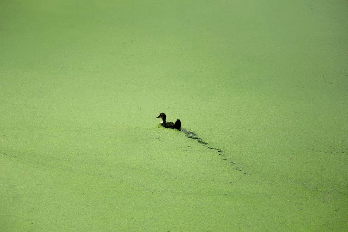 Eutrofización: la marea verde que amenaza a ciudades costeras y humedales