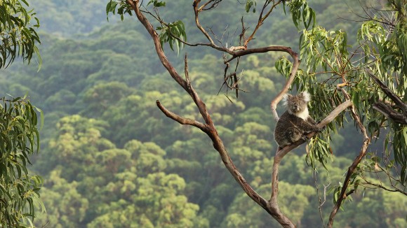 Urban conservation gardening in the decade of restoration