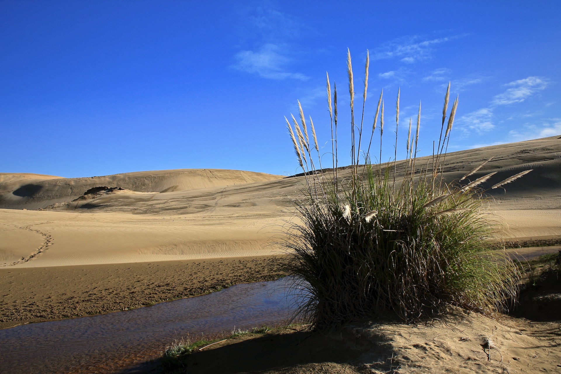 Abordar la desertificación: formas de reducir la desertificación y los mejores métodos de reversión