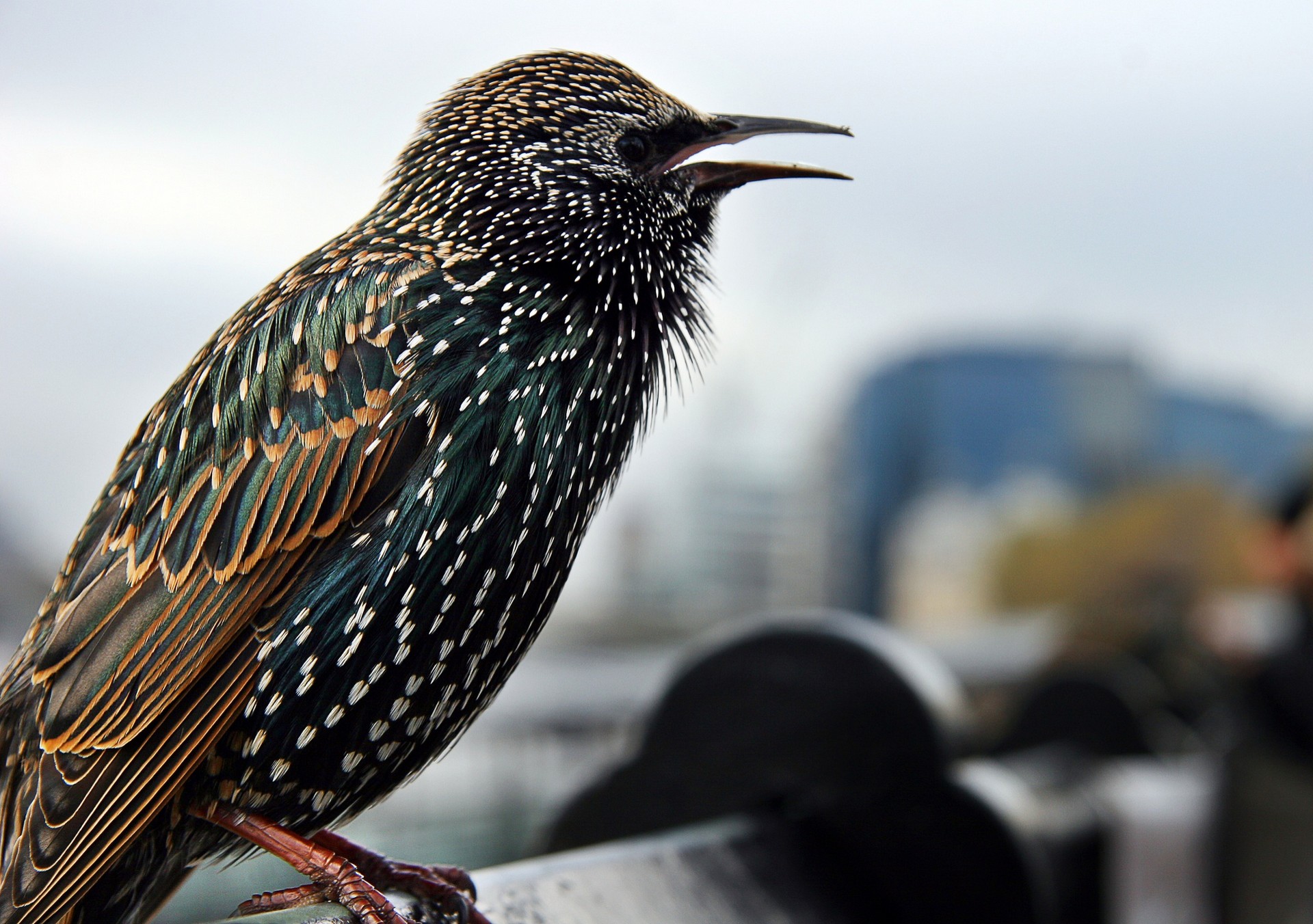 Invasive species: how do they endanger the ecosystems in cities?