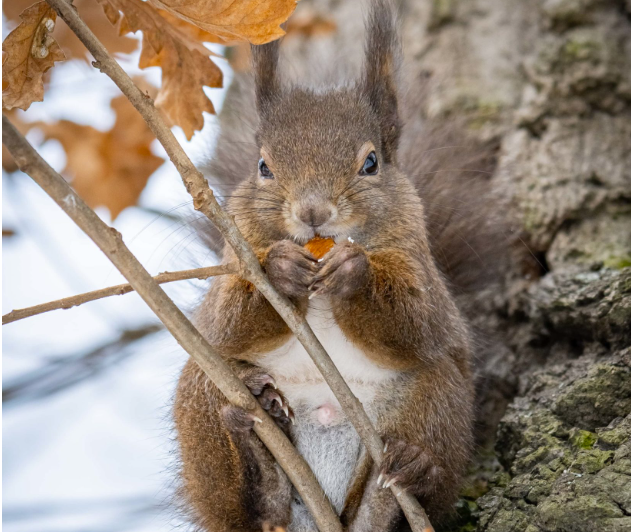 Vienna’s Urban Wildlife